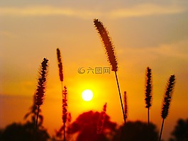植物,太陽,晚上