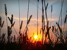 日落,太陽,植物
