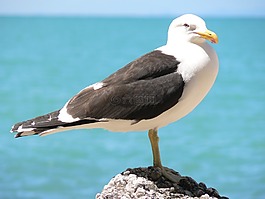 鷗,鳥(niǎo),海