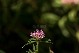 野花,單花,粉紅色
