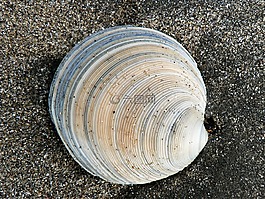 外殼,沙,海灘