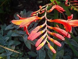 花,紅色,芽