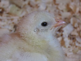 小雞,雞,農場