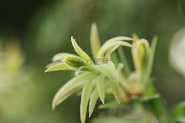 植物,綠色,季節(jié)