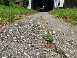 花,瀝青,潘茜