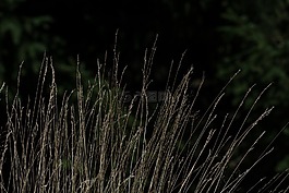 草,葉片草,halme