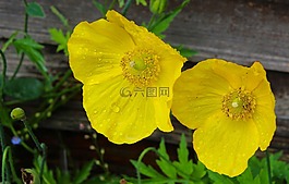 黃色的花,威爾士罌粟,花