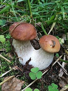 蘑菇,牛肝菌,森林