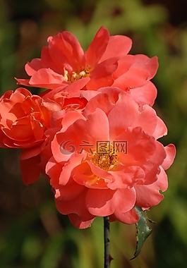 玫瑰,植物,花
