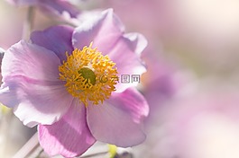 海葵,秋天的?？?花花園