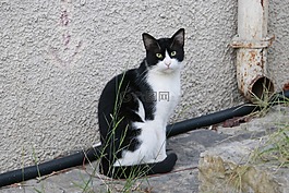 貓,街,動物