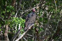 兀鷲,鳥(niǎo),動(dòng)物區(qū)系