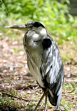 鳥(niǎo),鷺,自然
