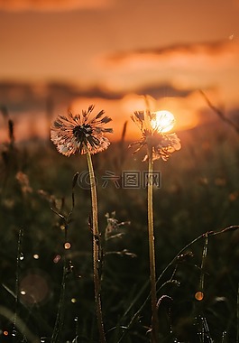 夕陽,花朵,通話