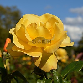 玫瑰,黃色,花的