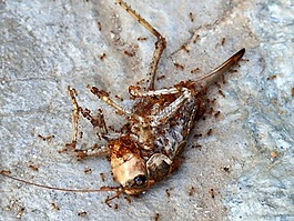 昆蟲(chóng),死蟲(chóng),蝗蟲(chóng)