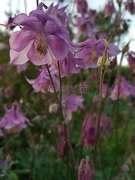 鮮花,orliki,春