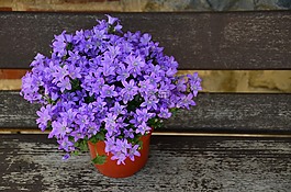 花盆,紫色的花,母親節(jié)