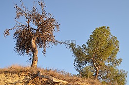 松,对比,干树