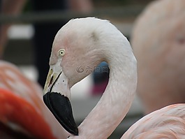 火烈鳥,鳥,粉紅色