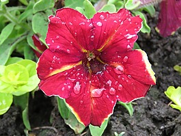 矮牽牛,紅色,雨點