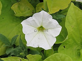 矮牵牛,白,花
