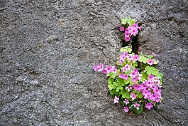 鲜花,墙,设计