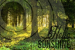 森林,morgenstimmung,太陽