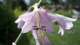 粉紅色,花,玉簪