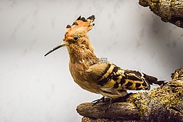 戴勝,upupa epops,動物