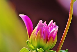 粉紅色,花,巴基斯坦