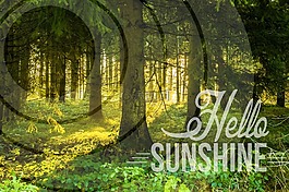 森林,morgenstimmung,太陽