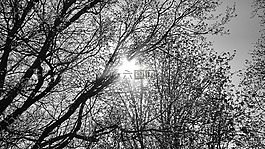 天空,分支機(jī)構(gòu),樹