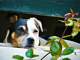 動物,狗,窗口