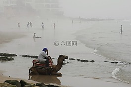 駱駝,海灘,霧