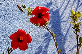 關(guān)閉,開花,花