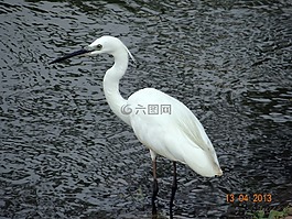 小白鷺,鳥,sadhankeri
