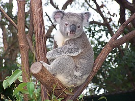 考拉,澳大利亞野生動物,有袋動物
