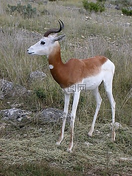 跳羚,野生動物,antidorcas marsupialis