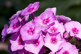 花園福祿,福祿考,花