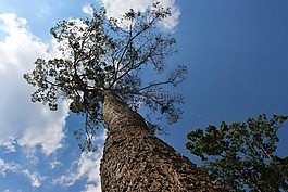 咳血,泰國(guó),樹(shù)