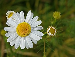白,花,開花