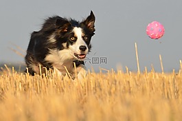 邊境牧羊犬,走狗,字段