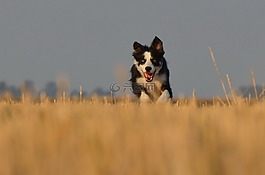 邊境牧羊犬,走狗,字段