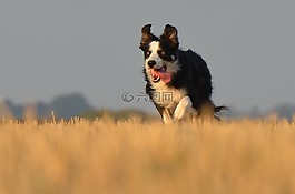 邊境牧羊犬,走狗,字段