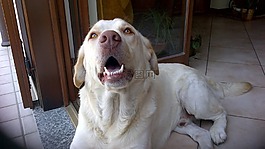 狗,動物,拉布拉多