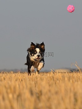 邊境牧羊犬,走狗,字段