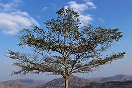 咳血,泰國(guó),樹(shù)