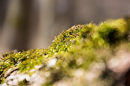苔,樹樁,森林