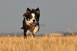 邊境牧羊犬,走狗,字段